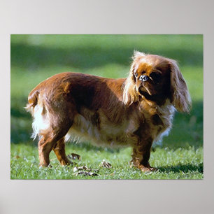 Tryck för affisch för hund för Spaniel för eng