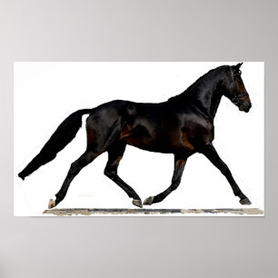 Tryck för affisch för Westfalen Dressagehäst