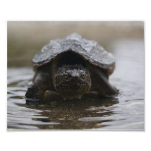 Tryck för alligatorsnapper