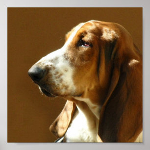 Tryck för Bassethundfoto