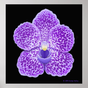 Tryck för blom för blåttVanda Orchid