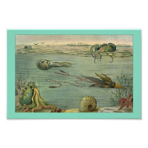 Tryck för Cephalopodabläckfiskvintage 1904