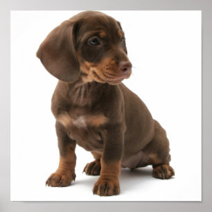Tryck för Dashchund valpaffisch