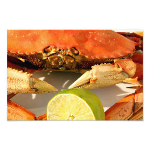Tryck för Dungeness krabbafoto