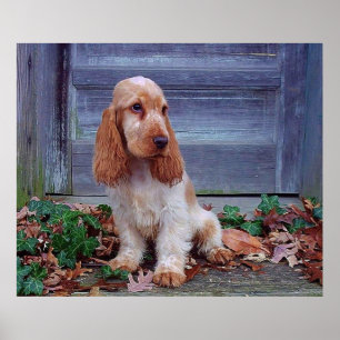 Tryck för engelskacockerspanielSpaniel
