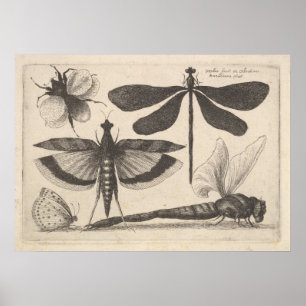 Tryck för entomologi för insekt för