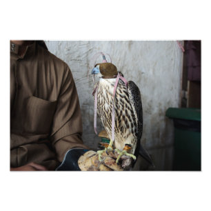 Tryck för Falconryfalkfoto