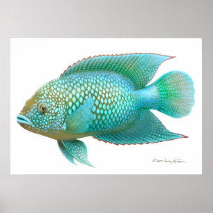 Tryck för fisk för jackDempsey Cichlid