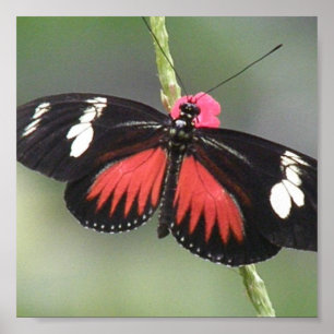 Tryck för fjärilsfotodesign