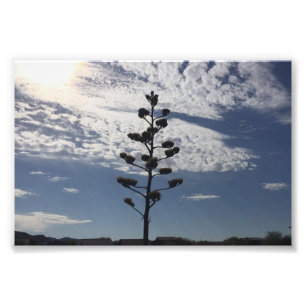 tryck för foto 6X4 av blomma agave