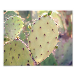 Tryck för foto för Closeup för Prickly Pear