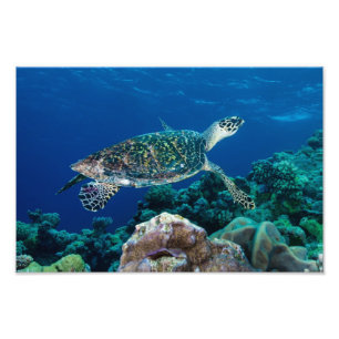 Tryck för foto för Hawksbill havssköldpadda