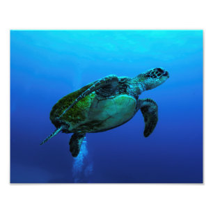 Tryck för foto för Hawksbill havssköldpadda