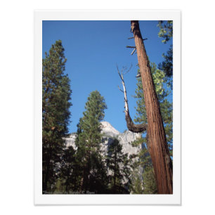 Tryck för foto "för skogkaktus" Yosemite dal!