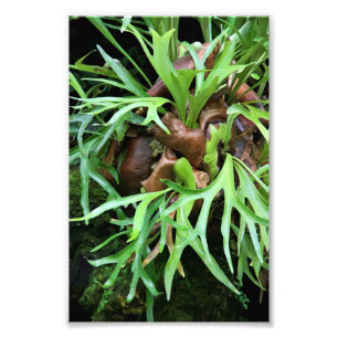 Tryck för foto för Staghorn Fern