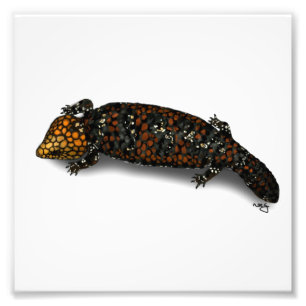 Tryck för guldfältShingleback ödla