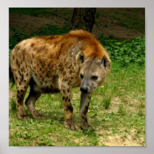 Tryck för Hyenakringstrykandeaffisch
