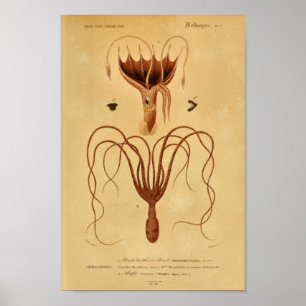 Tryck för illustration för bläckfiskCephalopodes