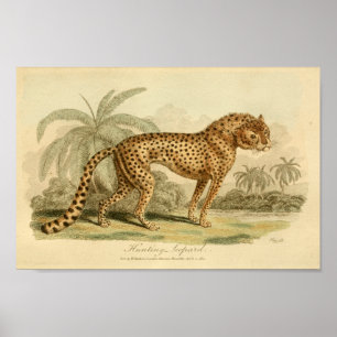 Tryck för katt för vintageLeopardnaturhistoria