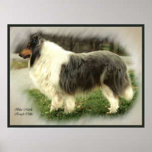 Tryck för konst för blåttMerle Collie