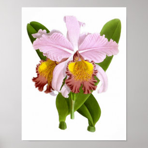 Tryck för konst för blommor no.5 för exotisk