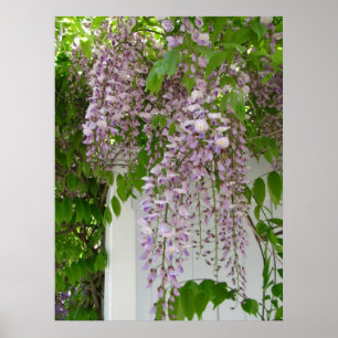 Tryck för lavendelWisteria~
