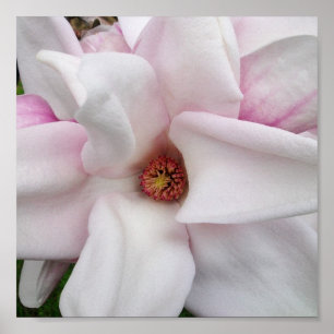 tryck för Magnolia 8x8