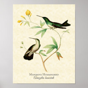 Tryck för MangroveHummingbirdkonst