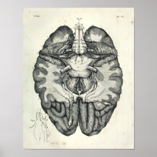 Tryck för nerver för Anatomical hjärna för vin