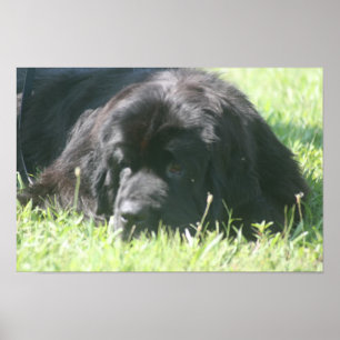 Tryck för Newfoundland hundfoto