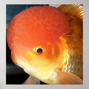 Tryck för Oranda guldfiskfoto
