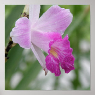 Tryck för Orchidtypaffisch