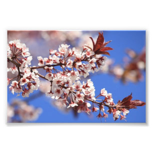 Tryck för plommonblommarfoto