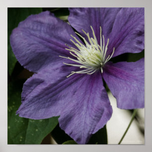 Tryck för purpurfärgad Clematis