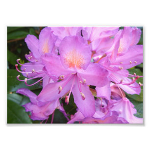 Tryck för Rhododendronblommafoto