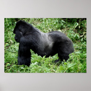 Tryck för Silverbackgorillaaffisch