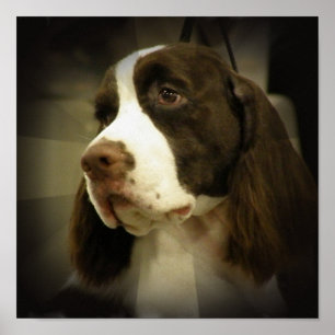 Tryck för SpringerSpaniel