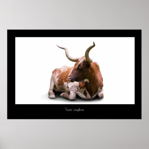Tryck för Texas Longhornaffisch