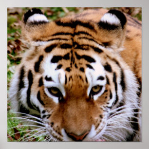 Tryck för tigerteckningaffisch