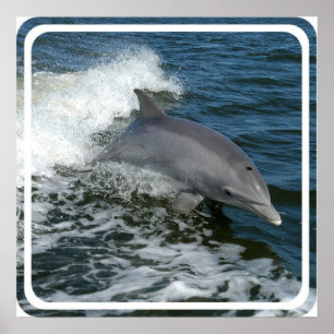 Tryck för vilddelfinaffisch