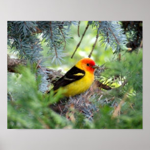 Tryck för western Tanager
