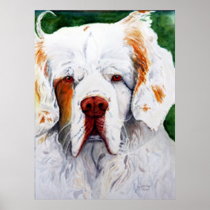 tryck - intressera - Clumber Spaniel
