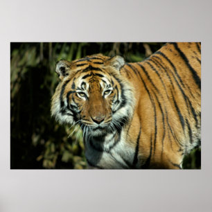 Tryck: Malayan tiger Poster