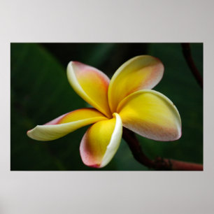Tryck: Plumeria #3 Poster