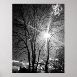 Tryckeriet sol och träd gren poster