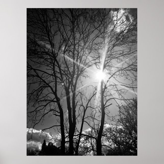 Tryckeriet sol och träd gren poster (Framsidan)