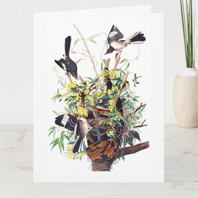 Tryckfåglar Skriv ut av Audubon Kort (Framsida)
