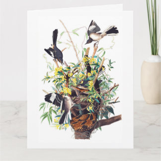 Tryckfåglar Skriv ut av Audubon Kort