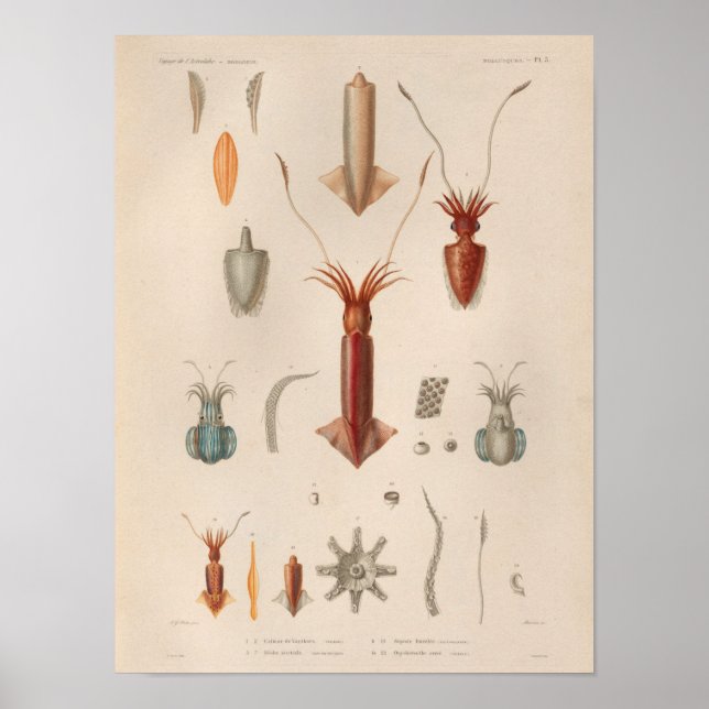 Tryckning av bläckstråle, rödblått Vintage Sea Cre Poster (Framsidan)