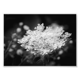 Tryckning av fotot på Snöre-blommor i Anne Fototryck